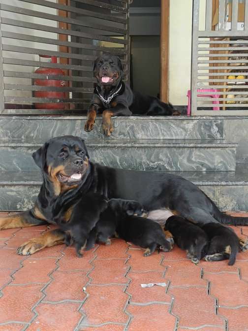 Rottweiler dog shop online shopping
