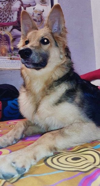 German Shepherd For Adoption In Ranchi