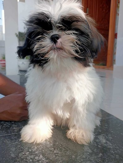 Mr n Mrs Pet