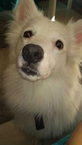 German Spitz Dogs For  Mating In Delhi