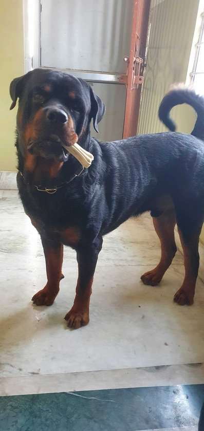 Rottweiler Dogs For Mating In Ranchi