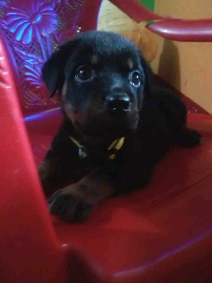 Rottweiler For Sale In Bhubaneswar