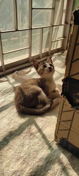 Indian Breed For Adoption In Ranchi