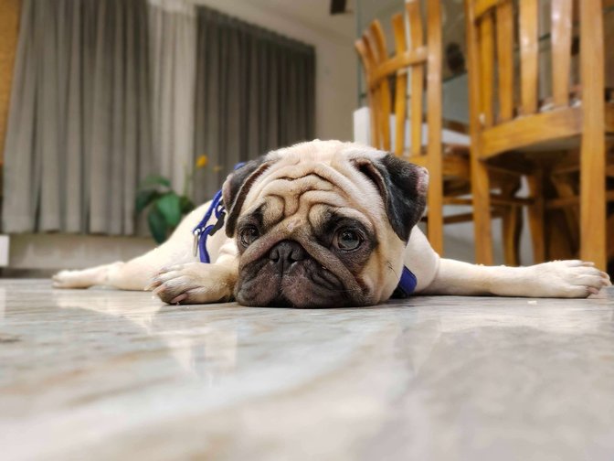 Pug mating near best sale me