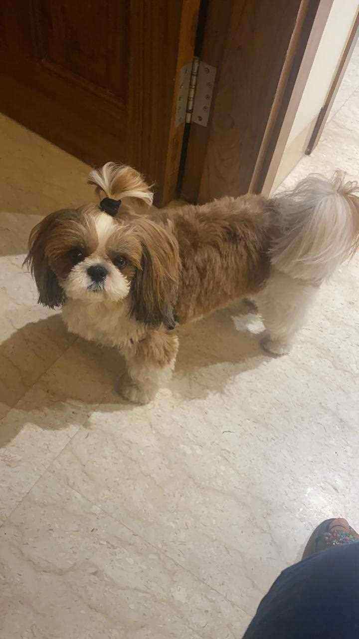 Shih Tzu Dogs For Mating In Dehradun