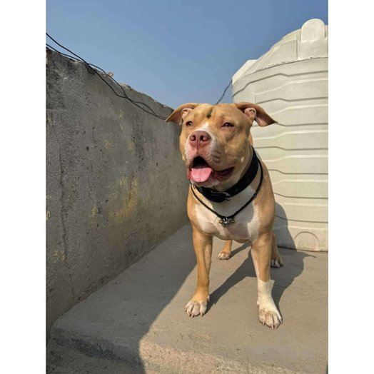 American Bully Dogs For Mating In Delhi