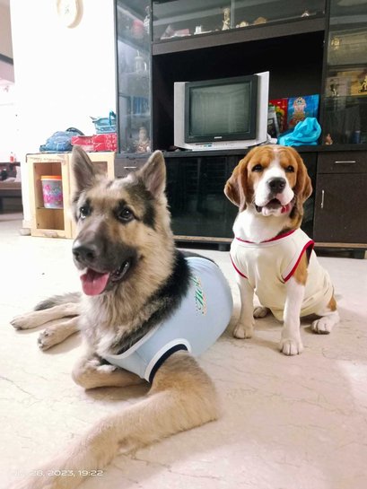 German Shepherd Dogs For Mating In Chennai
