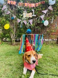 Beagle For Adoption In Raipur