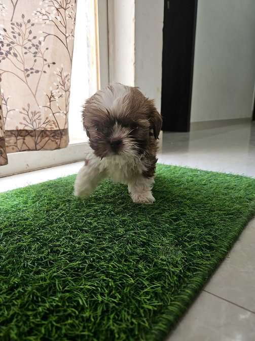 Mr n Mrs Pet