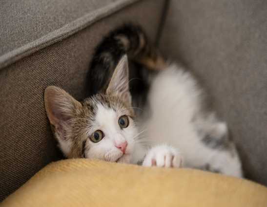 7 Silent Signs Your Cat is in Pain