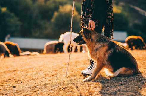 How to Adopt an Army Dog in India: A Simple Guide