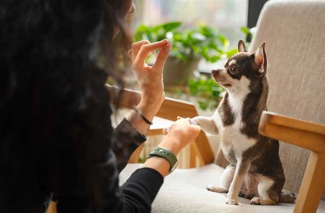Things to Do to Help Your Puppy Adjust to a New Home