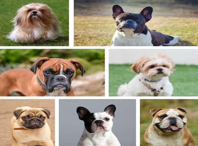 Most popular Brachycephalic (Punch Faced) Dog Breeds in India