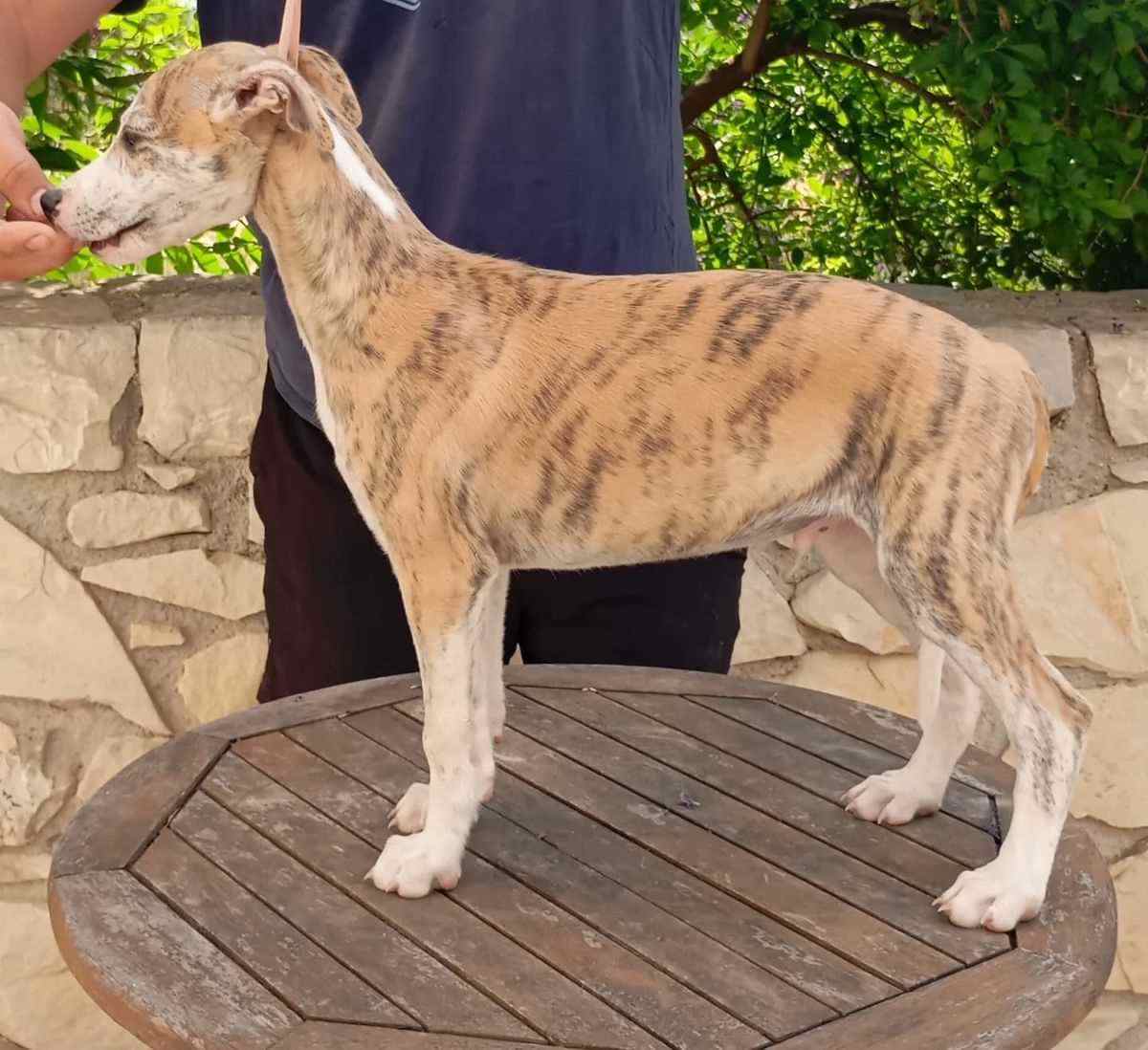 Greyhound For Sale In Bangalore