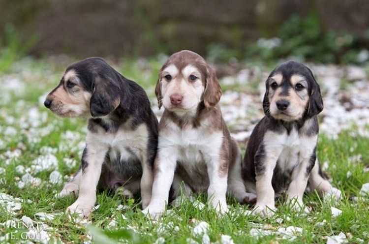 Getting a Saluki