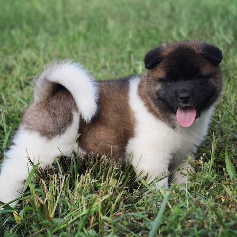 Basic Quality American Akita