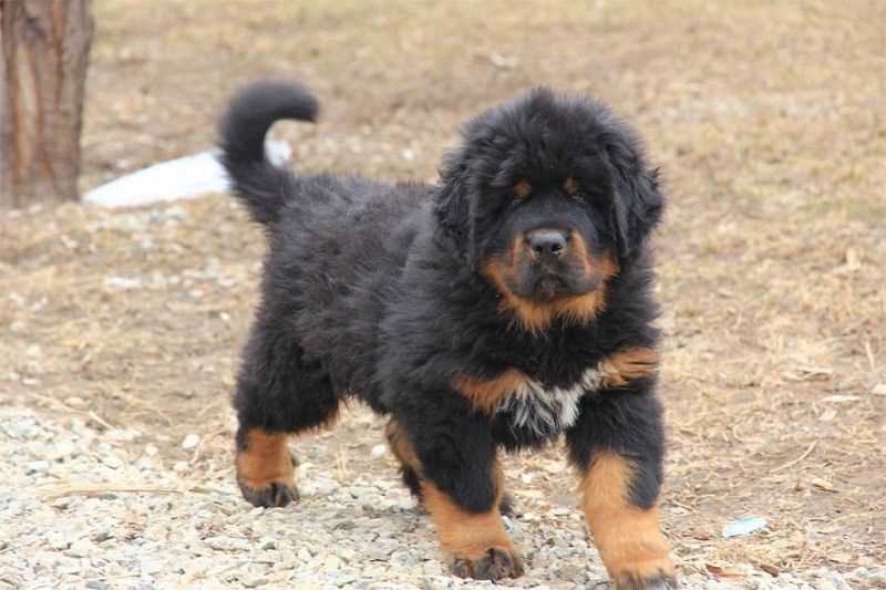 Basic Quality Tibetan Mastiff