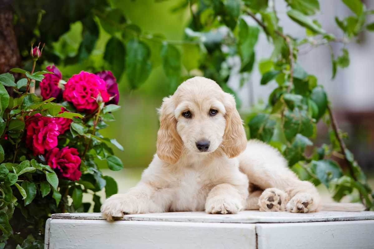 KCI Registered Afghan Hound