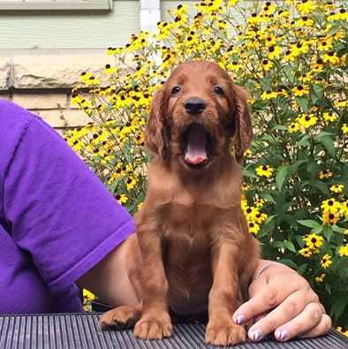 Irish Setter For Sale In Bangalore