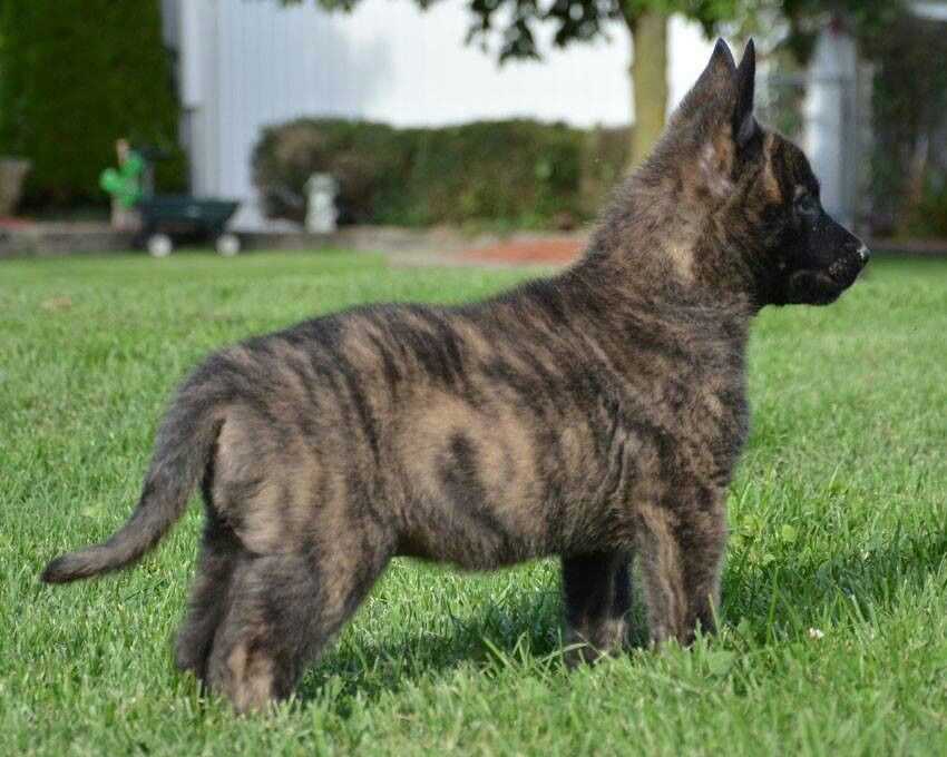 Getting a Dutch shepherd