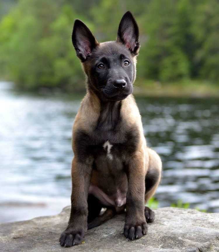 Dutch Shepherd For Sale In Delhi