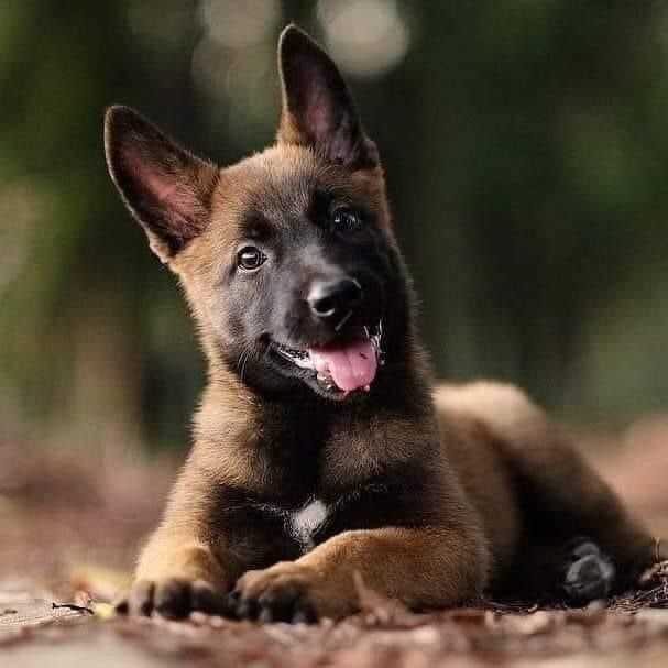 Dutch Shepherd For Sale In Mumbai