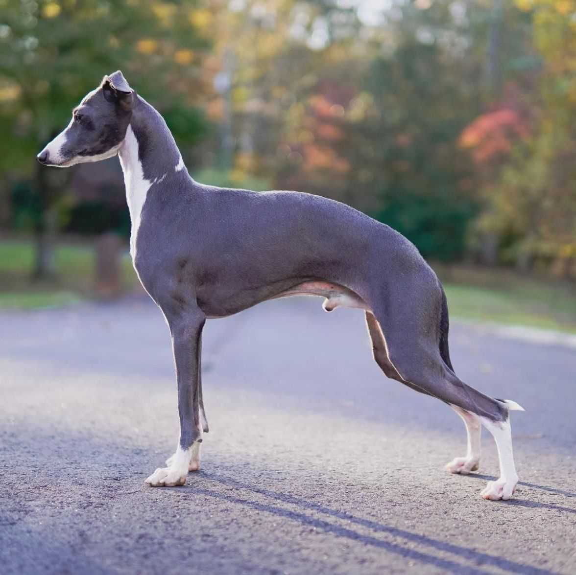Greyhound For Sale In Hyderabad