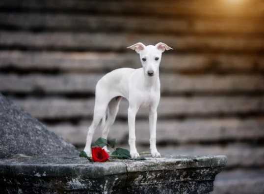 Greyhound For Sale In Hyderabad
