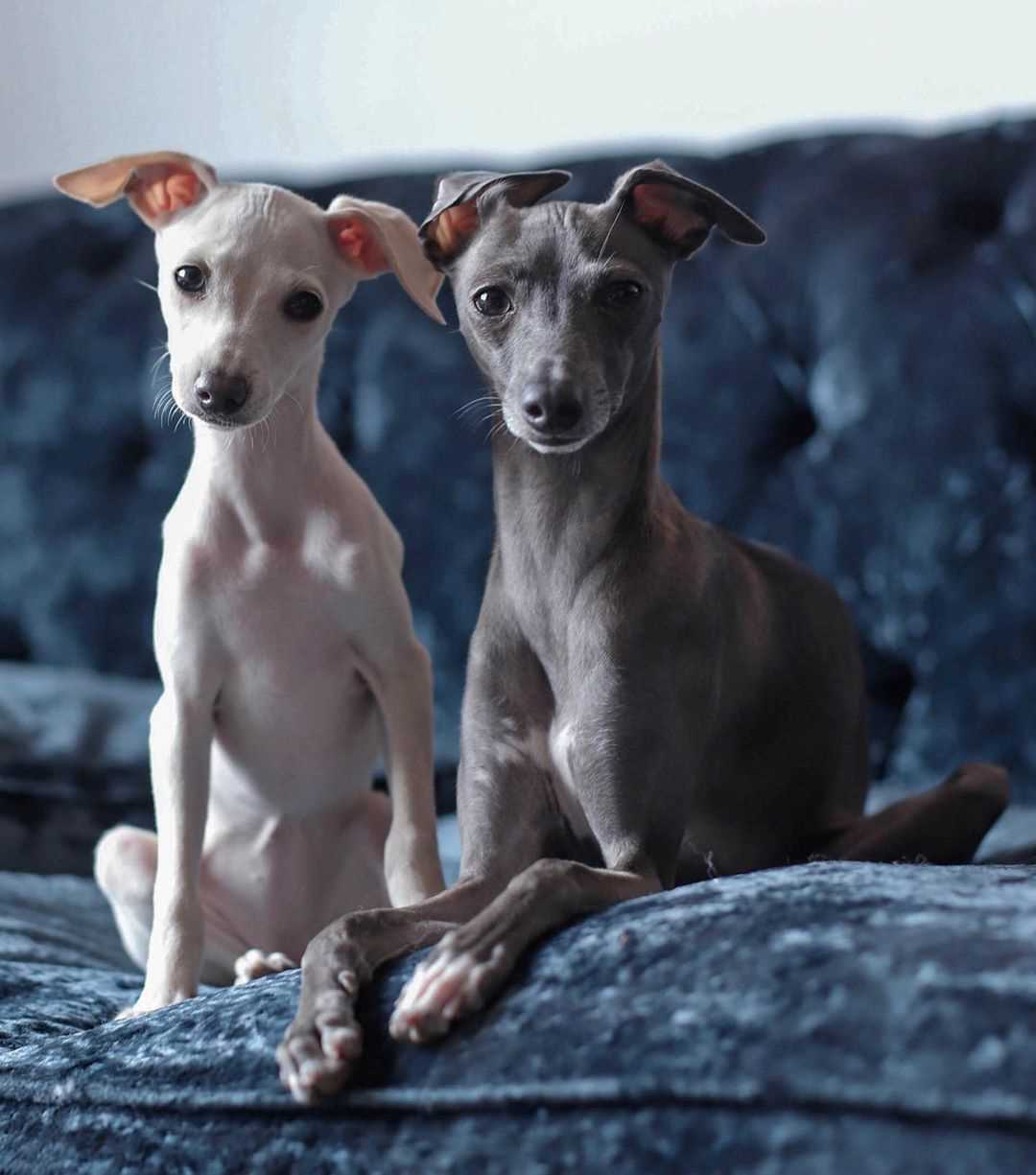 Basic Quality Greyhound