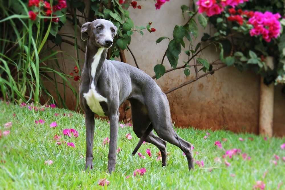 Greyhound For Sale In Hyderabad