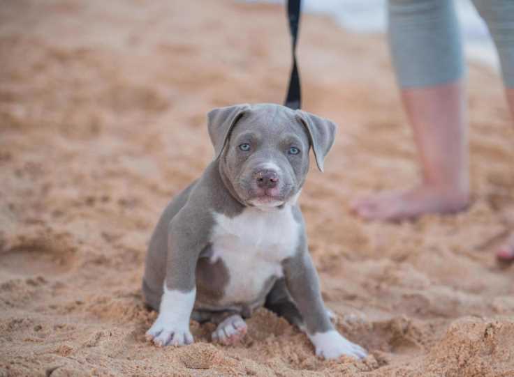 Pitbull For Sale In Coimbatore
