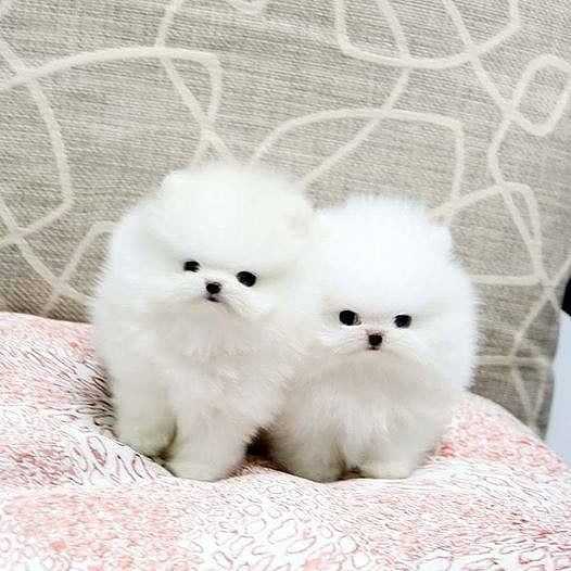 Teacup Pomeranian For Sale In Faridabad
