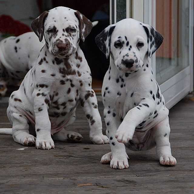 Getting a Dalmatian