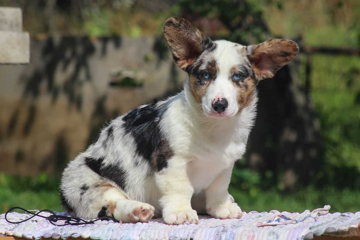 Champion Bloodline Cardigan Welsh Corgi