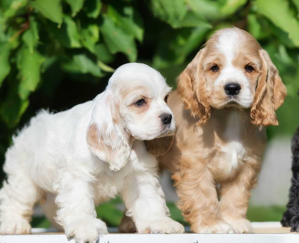 Champion Bloodline American Cocker Spaniel