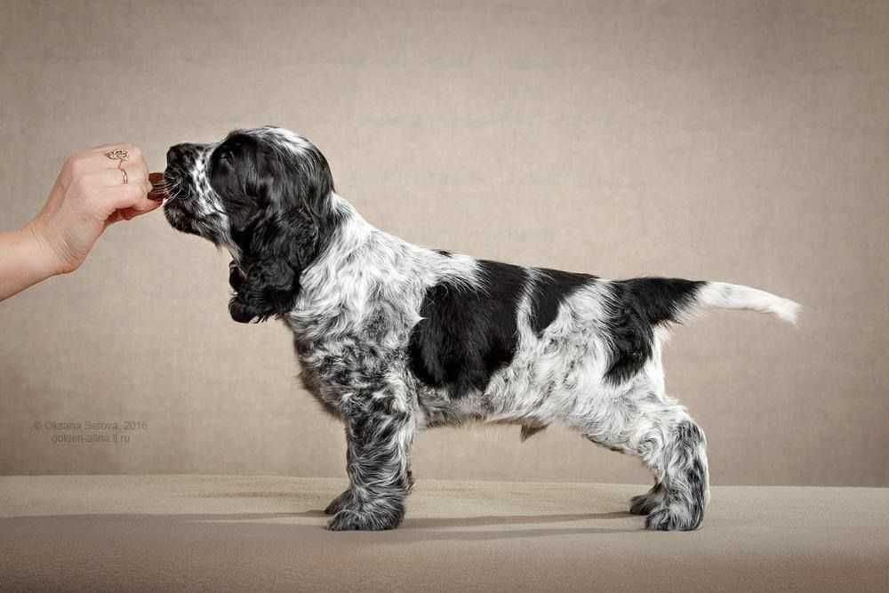KCI Registered American Cocker Spaniel