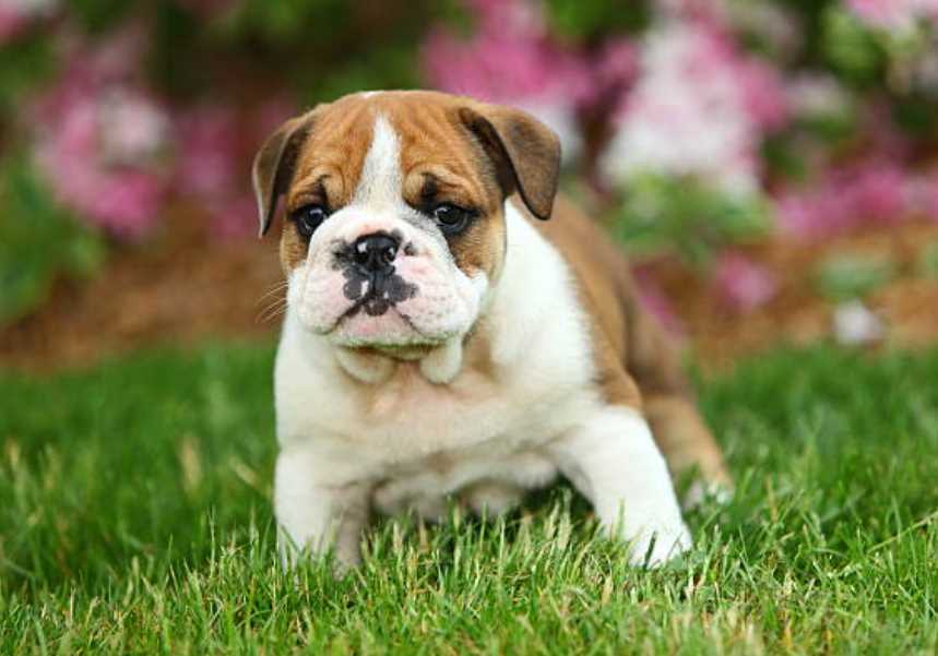 British Bulldog For Sale In Thiruvananthapuram
