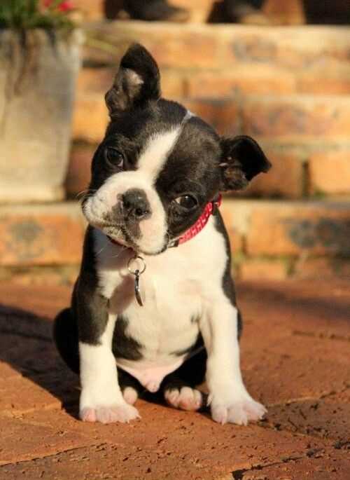 Boston Terrier For Sale In Lucknow