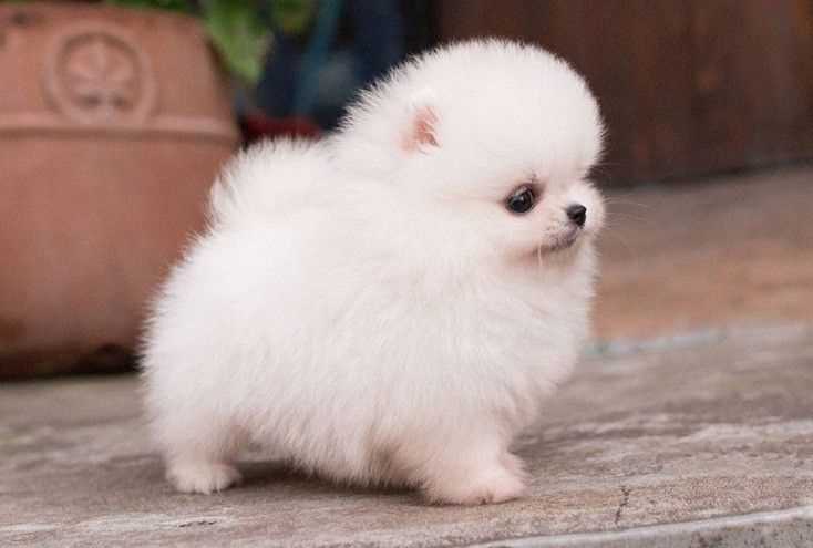 Teacup Pomeranian For Sale In Lucknow