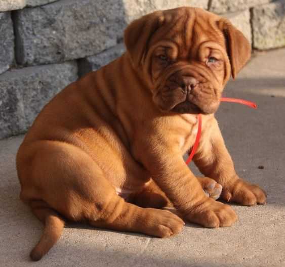 KCI Registered French Mastiff