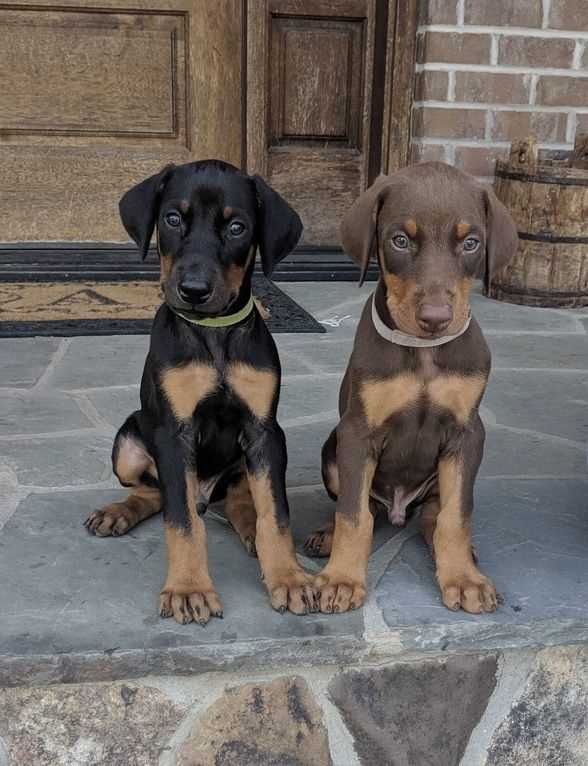 Getting a American Doberman
