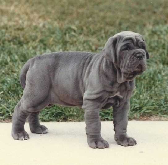 Basic Quality Neapolitan Mastiff