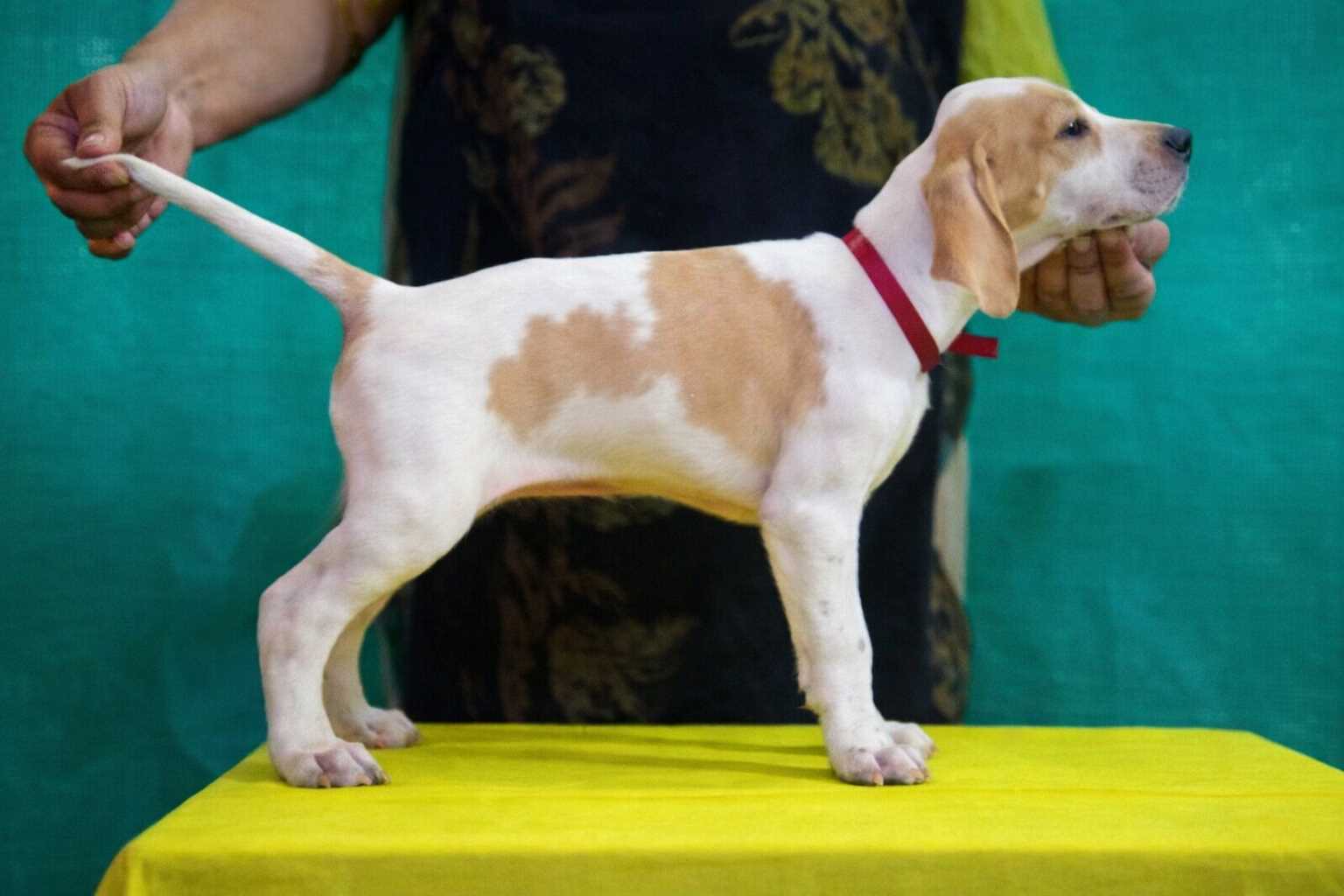 Pointer For Sale In Chandigarh