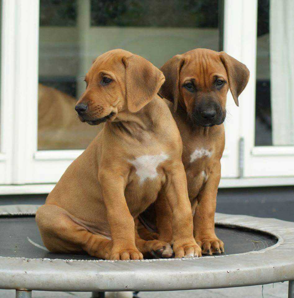 KCI Registered Rhodesian Ridgeback