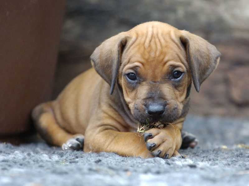 Rhodesian Ridgeback For Sale In Delhi