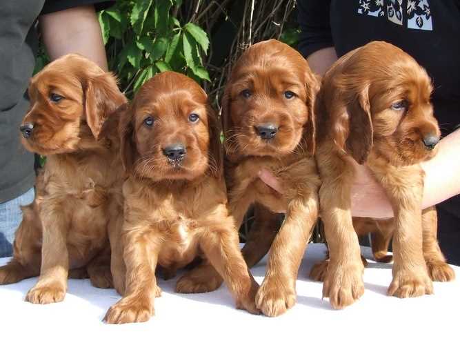 Irish Setter For Sale In Bangalore