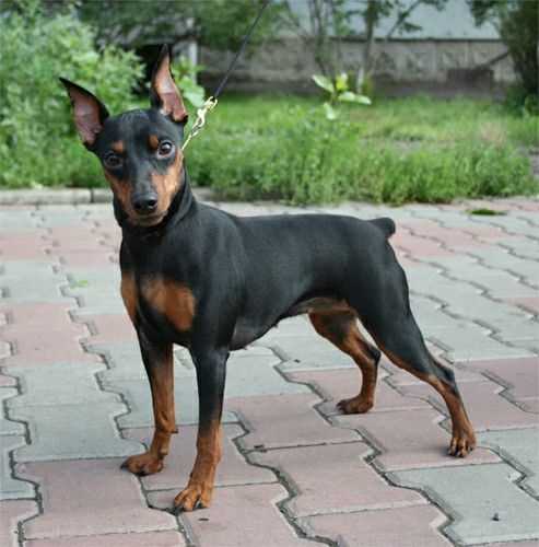 KCI Registered Miniature Pinscher