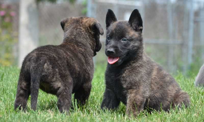 Basic Quality Dutch shepherd