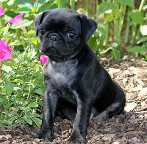 Pug For Sale In Bhubaneswar