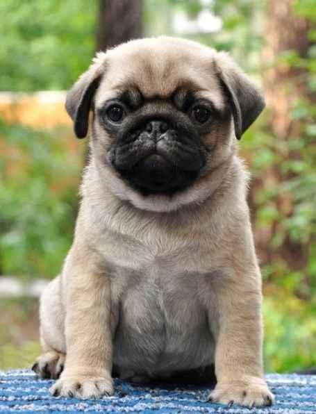 Pug For Sale In Bhubaneswar